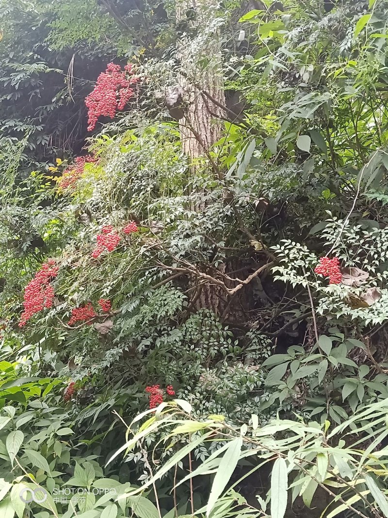 高山映山红，五公分以上，十杆以上