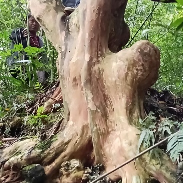马灵光30公分