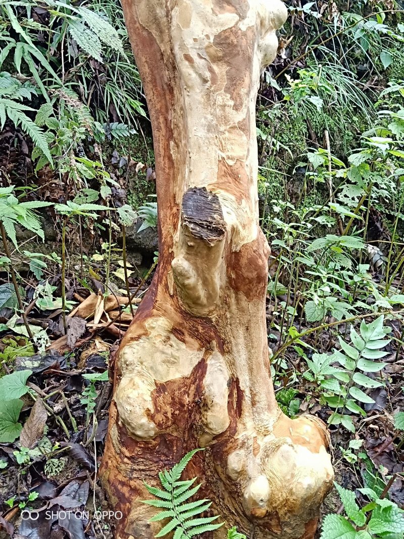 马灵光30公分