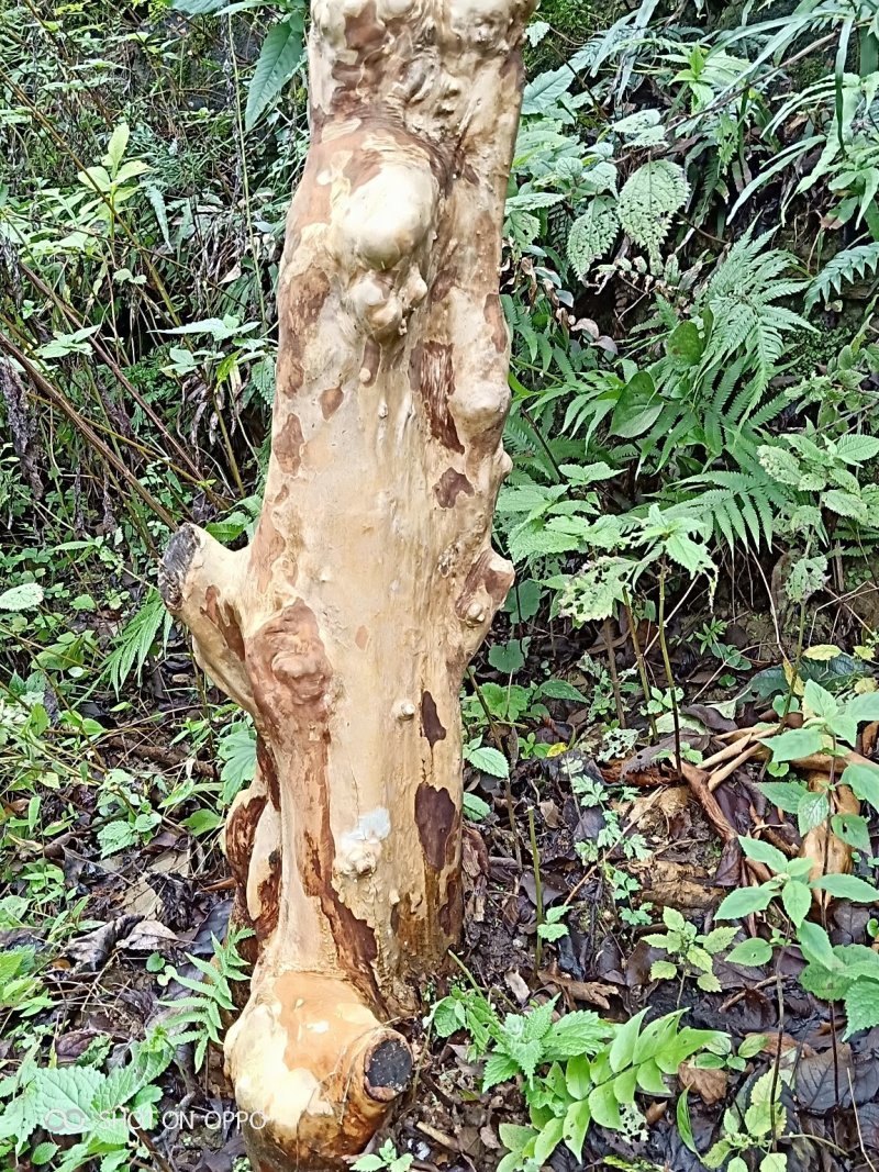马灵光30公分