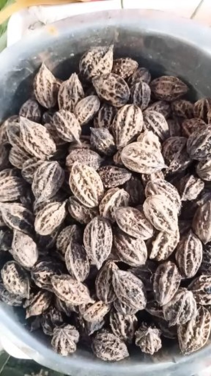 核果仁果类批发零售东北山核桃