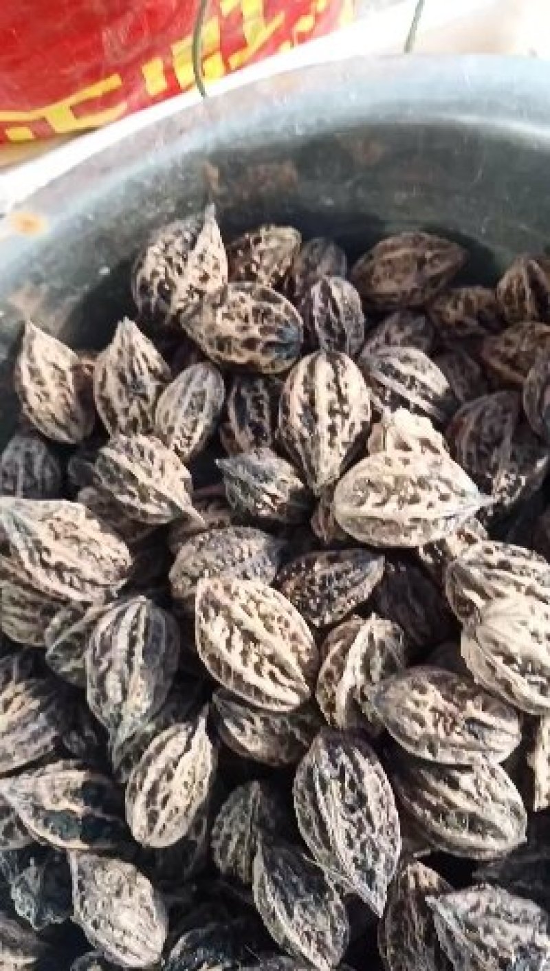 核果仁果类批发零售东北山核桃