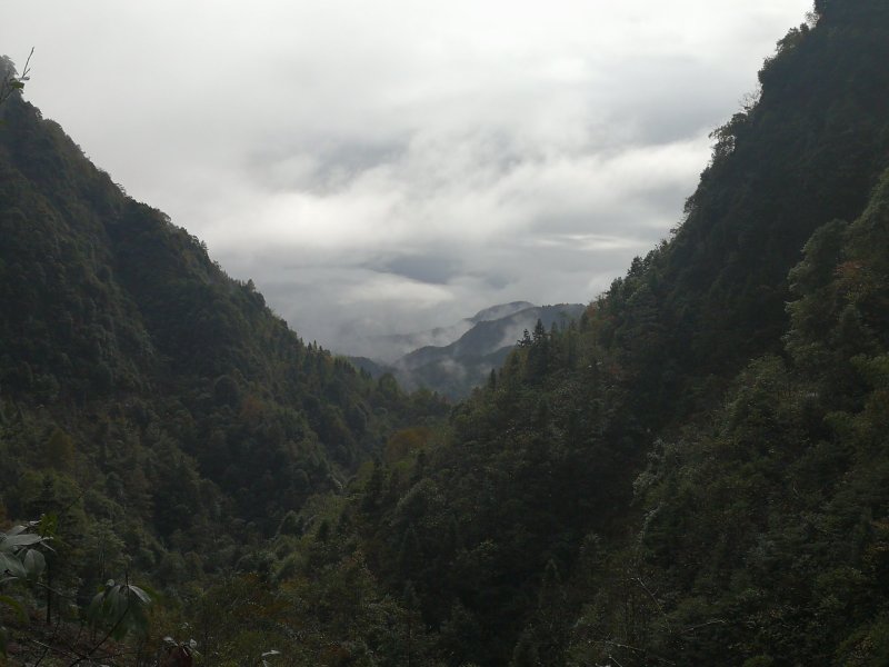 纯正高山土鸡