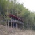 纯正高山土鸡