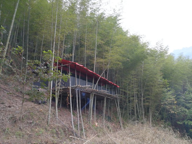 纯正高山土鸡