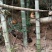 纯正高山土鸡