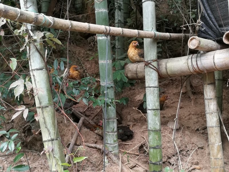 纯正高山土鸡