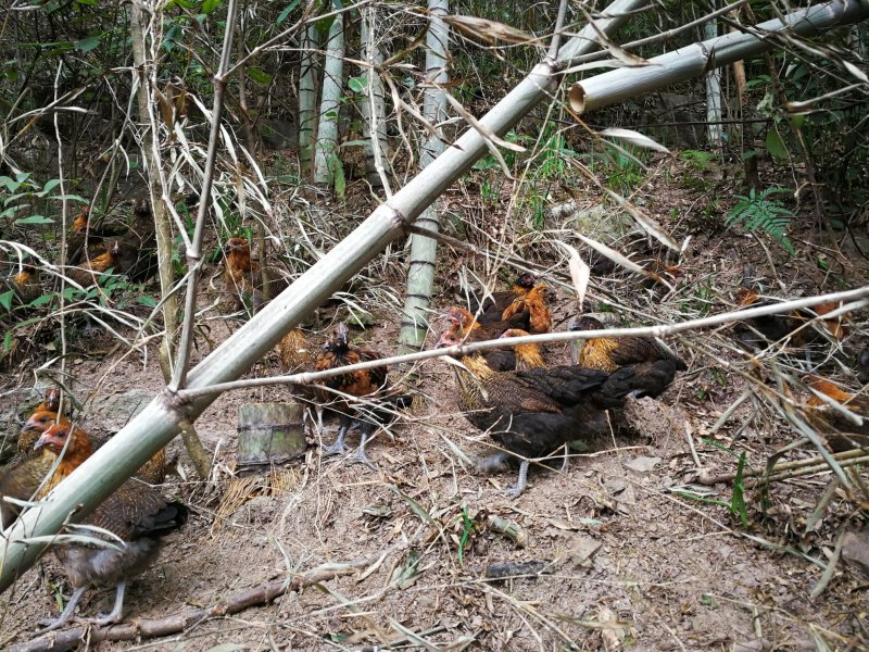 纯正高山土鸡