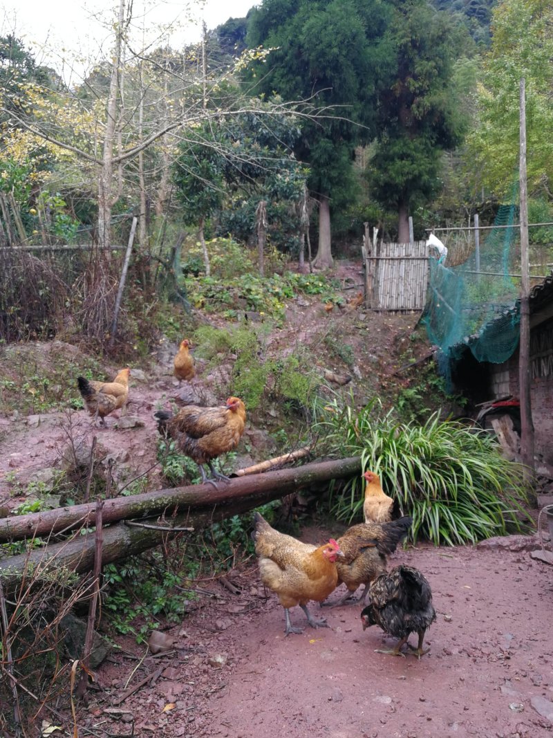 纯正高山土鸡