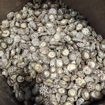自产自销特级白花菇送礼佳品