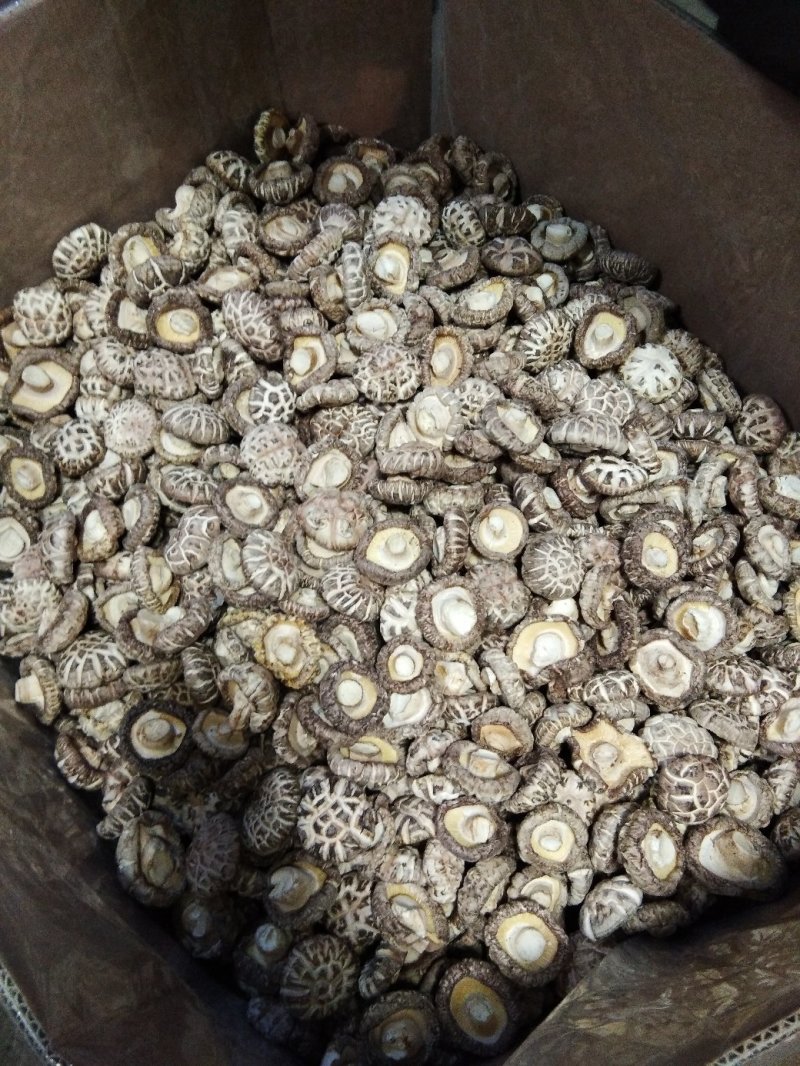 自产自销特级白花菇送礼佳品