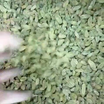 新疆绿葡萄干无核个大