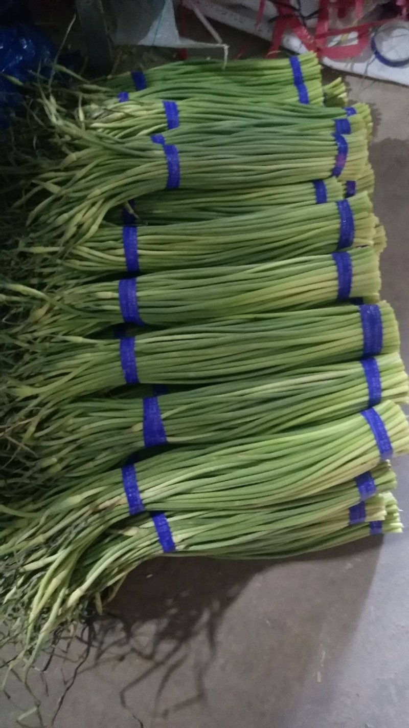 加工厂直销精品蒜薹，低价出售，数量不多，抓紧抢购