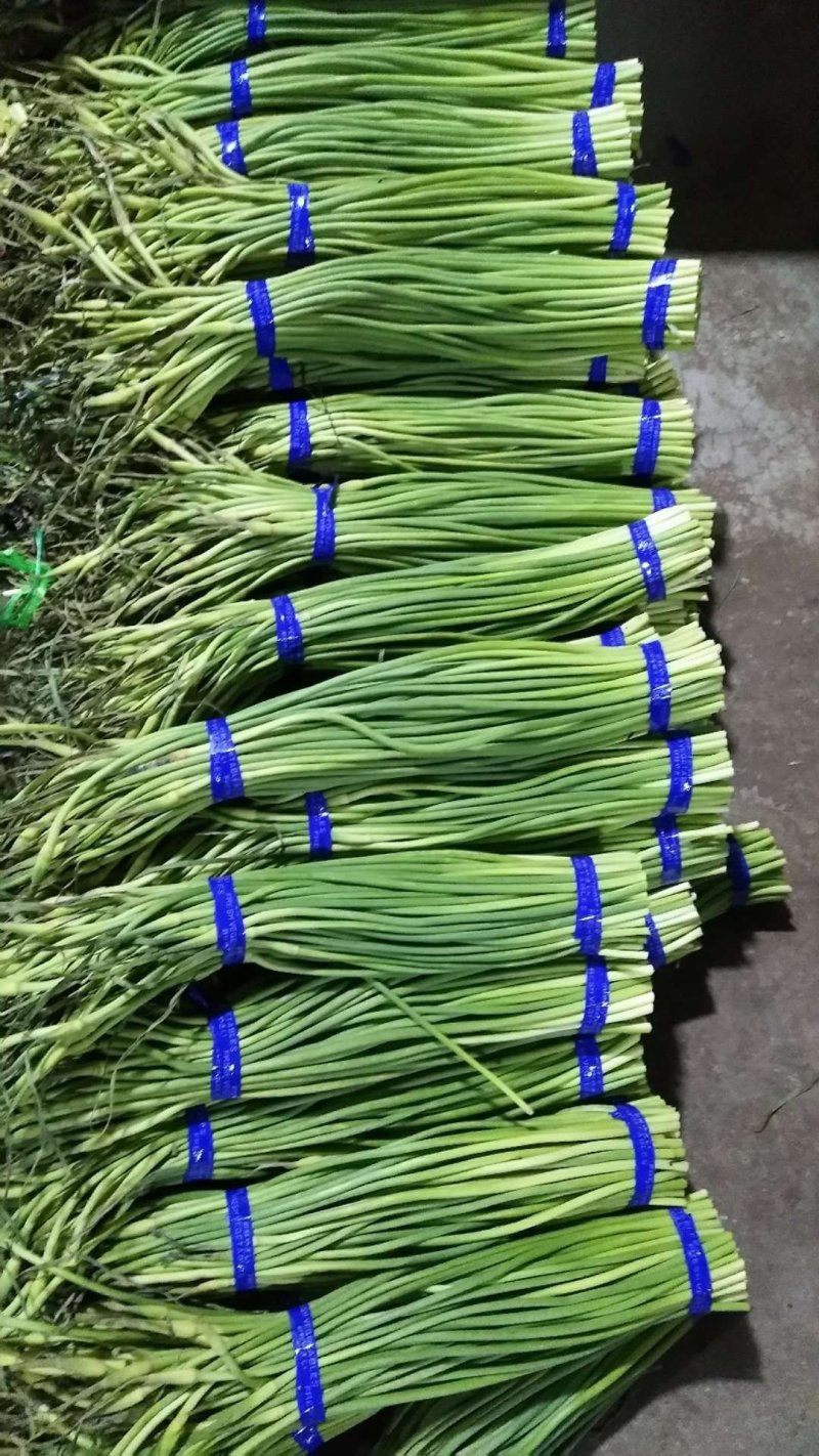 山东金乡各种包装，
