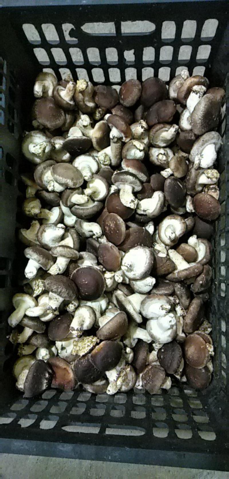 鲜香菇全国各地发货。需要联系