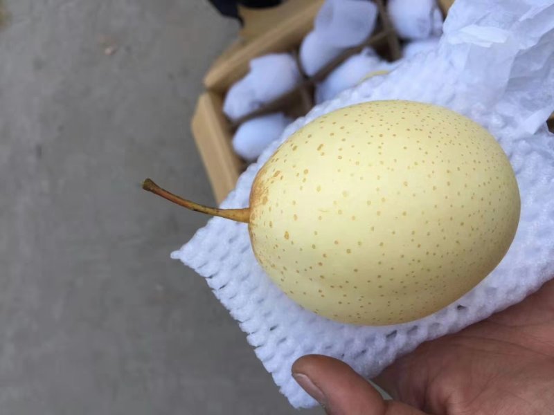 梨水晶丫梨鸭梨精选一级鸭梨纸袋河北赵县鸭梨