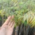 香椿芽大棚反季节红油6号香椿芽露天香椿口感好20cm