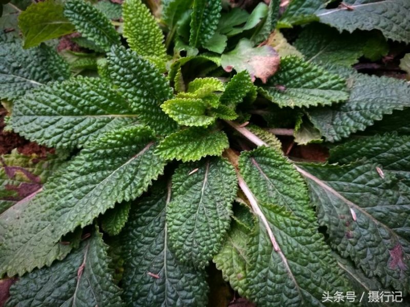 蛤蟆草供应