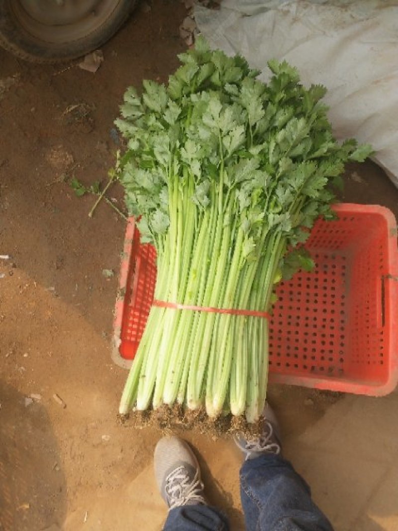 小芹菜大量上市