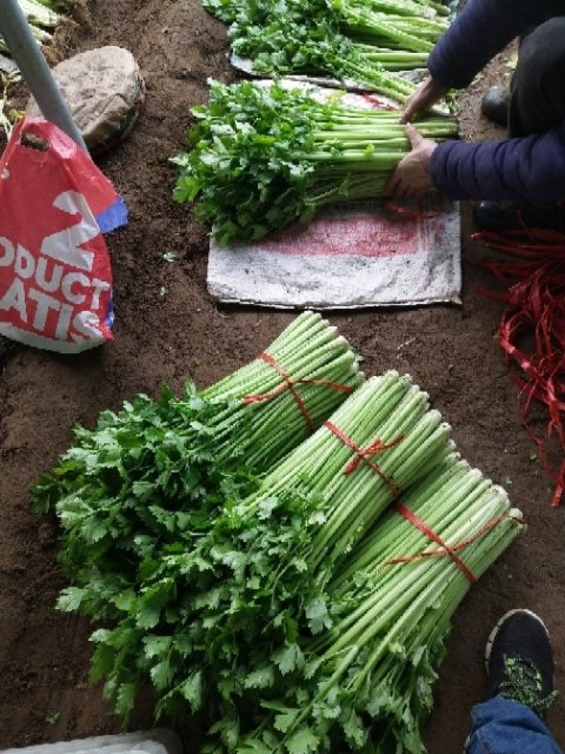 小芹菜大量上市