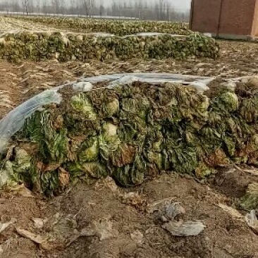 青杂三号大白莱，