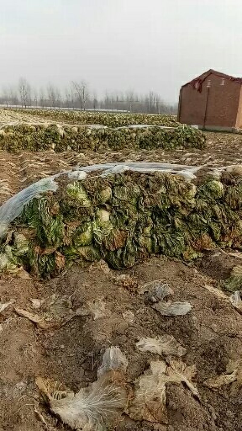 青杂三号大白莱，