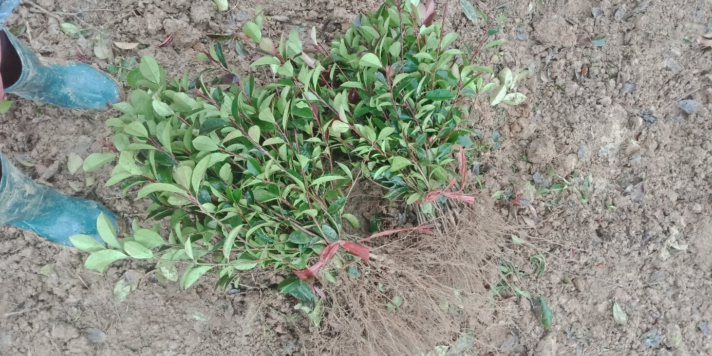 红叶石楠苗木打包运输现场