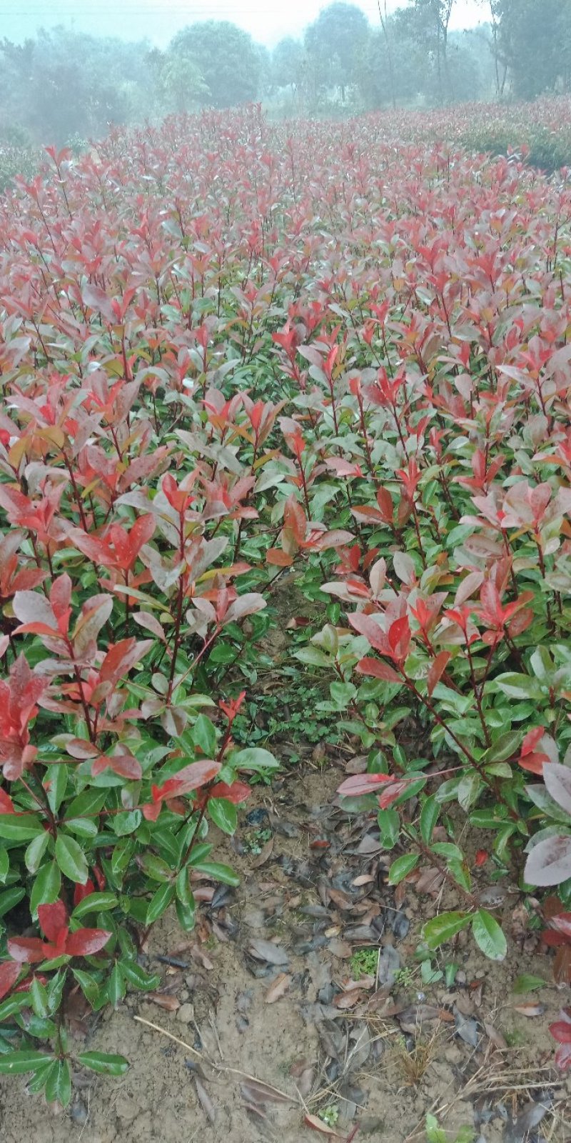 大量供应一年生到俩年生红叶石楠小苗