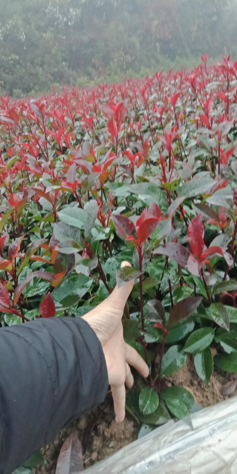 供应30-40深的红叶石楠小苗，打过平剪，粗壮有头
