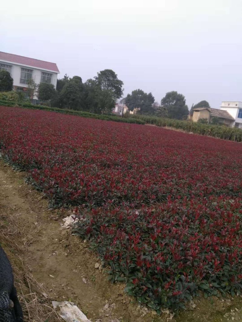 供应30-40深的红叶石楠小苗，打过平剪，粗壮有头