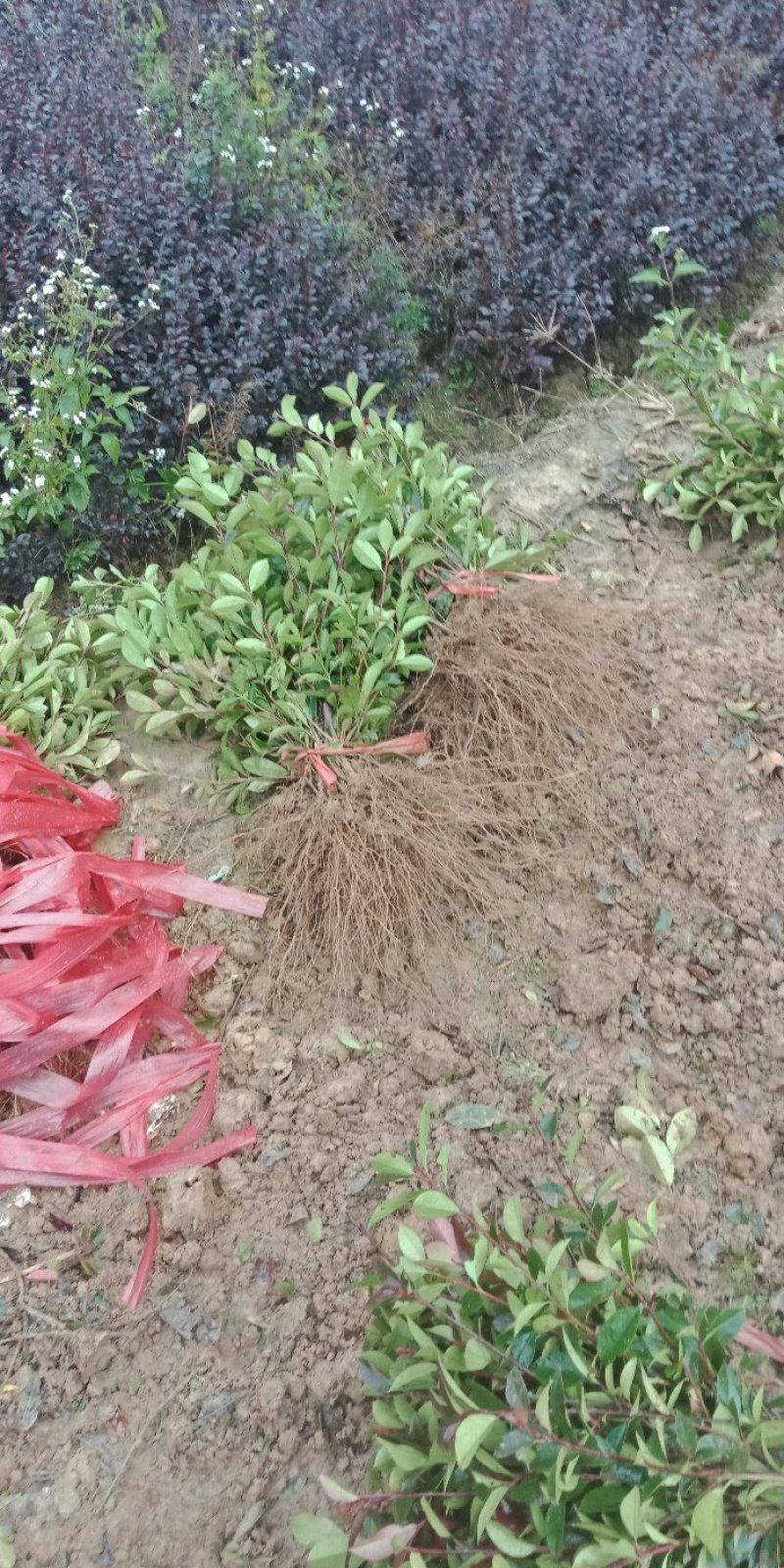 供应30-40深的红叶石楠小苗，打过平剪，粗壮有头