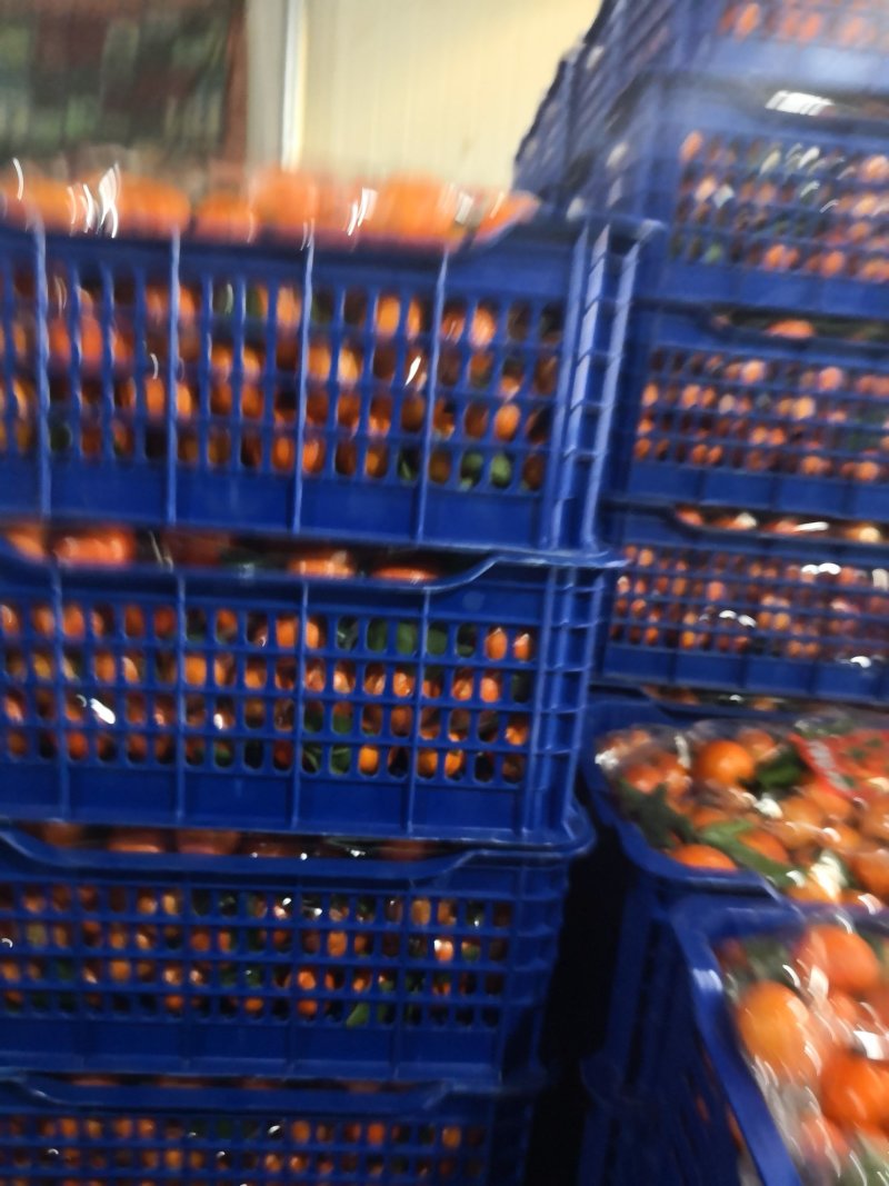 沙糖桔