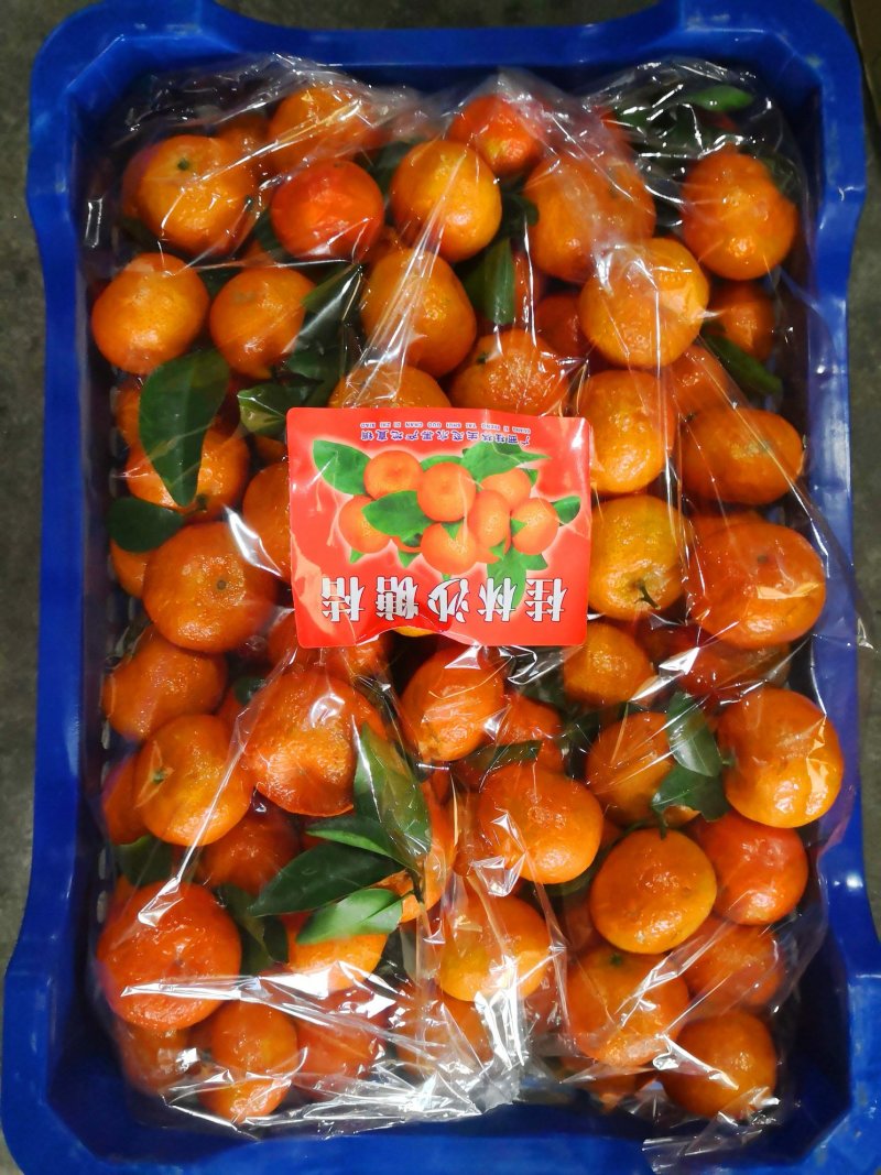 沙糖桔