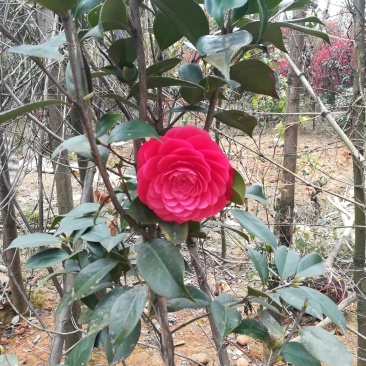 茶花