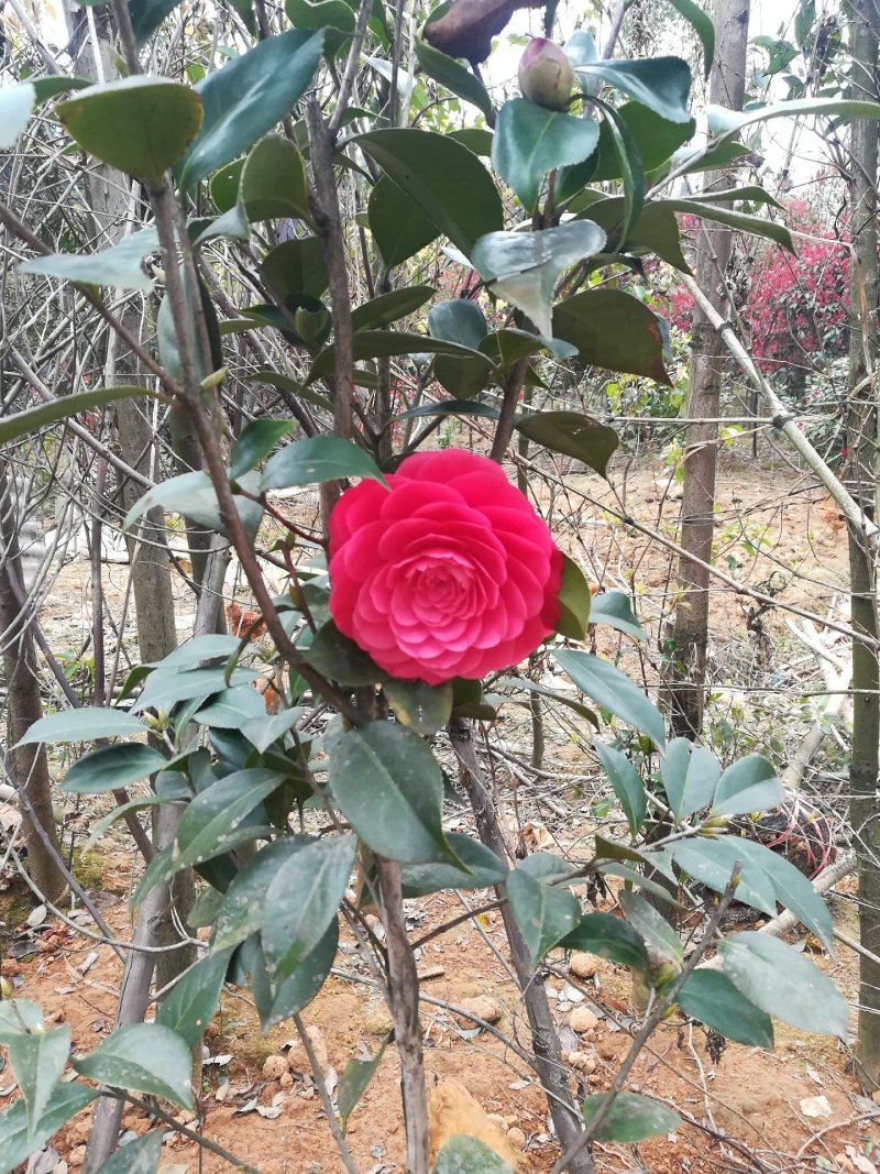 茶花