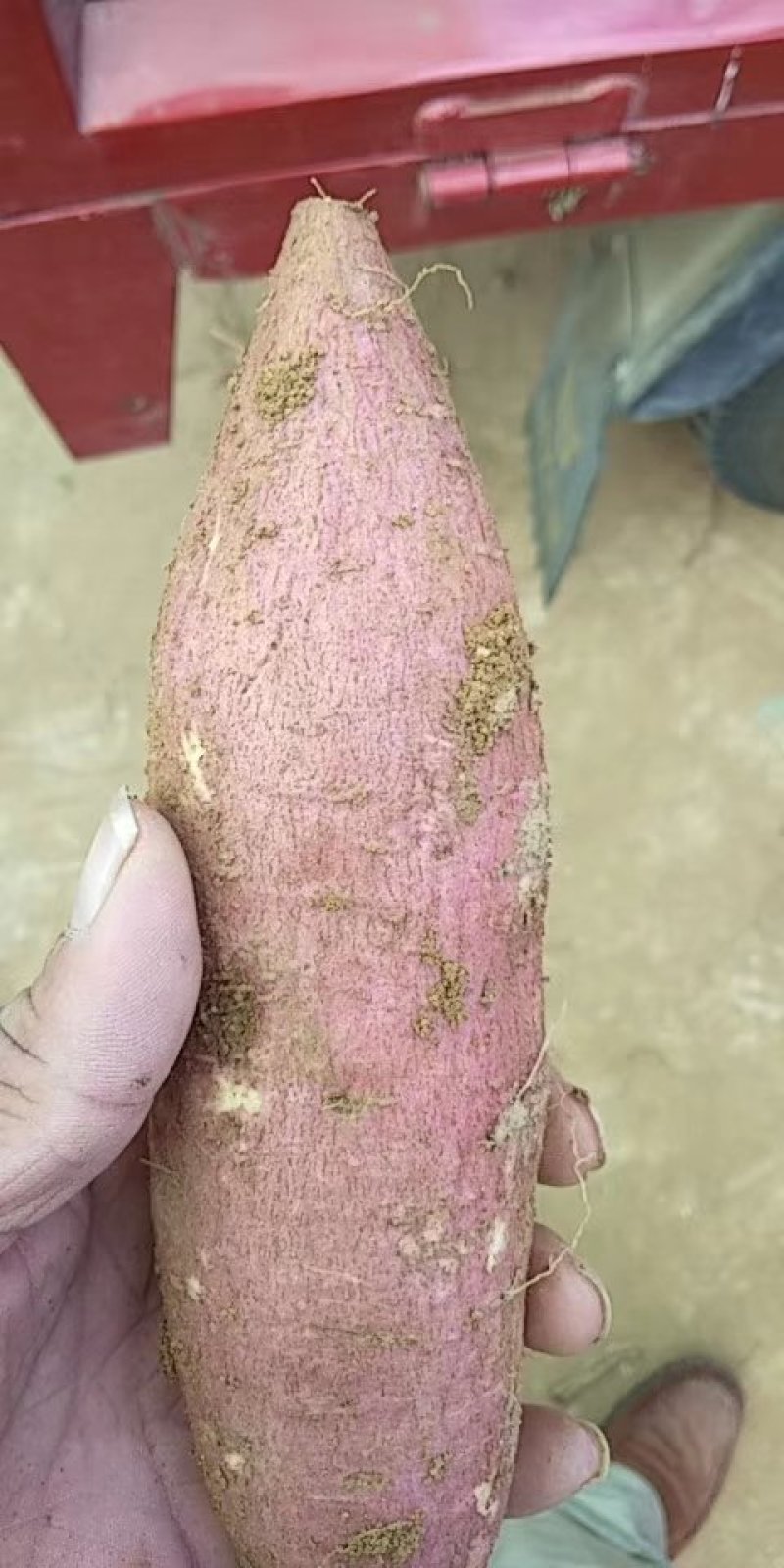 新产地瓜西瓜红己上市，山东邹城市产地直销，