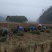 俩年生红叶石楠小苗大量供应，30-40深红叶石楠小苗