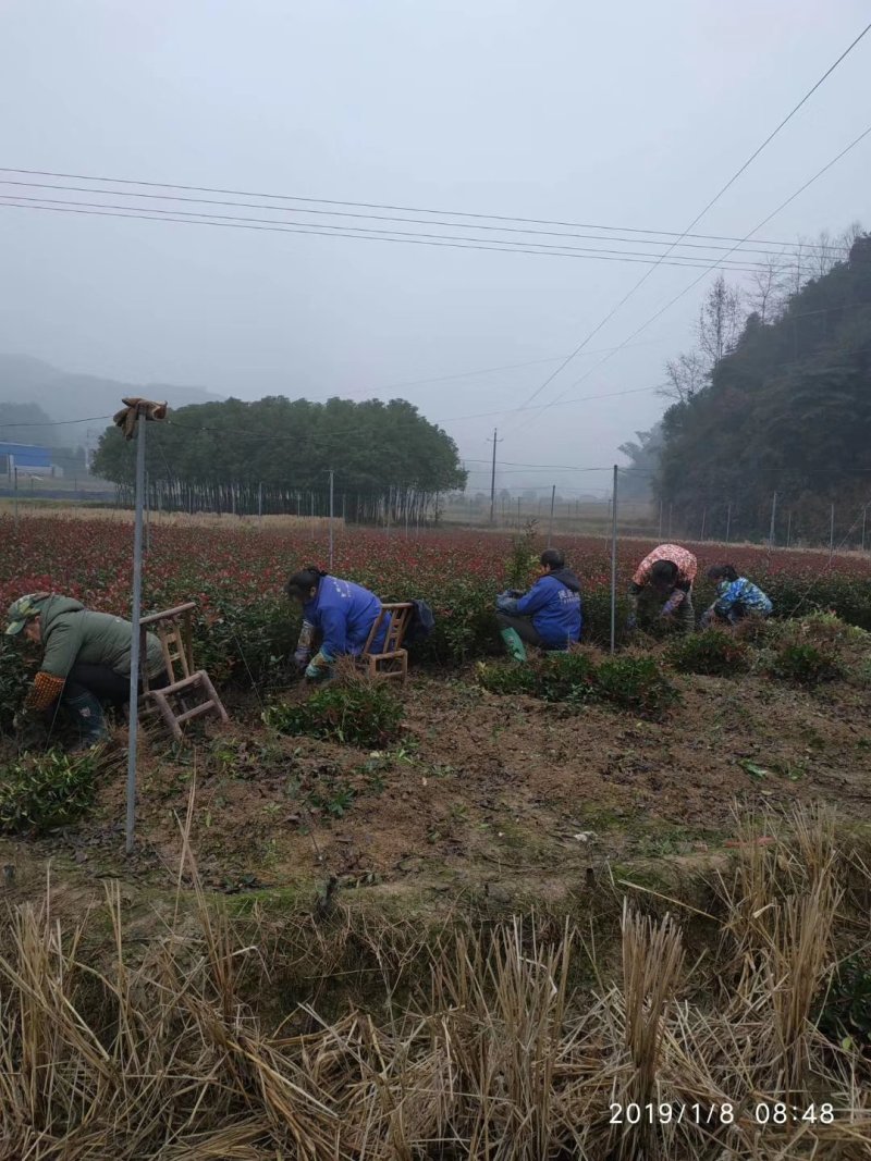 俩年生红叶石楠小苗大量供应，30-40深红叶石楠小苗