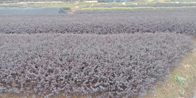 大量供应红桎木小苗红花檵木色块苗