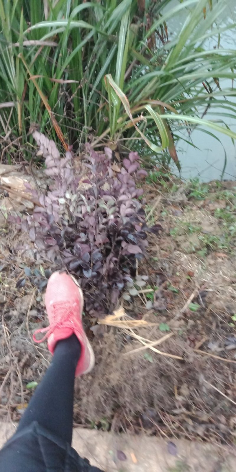 大量供应红桎木小苗红花檵木色块苗