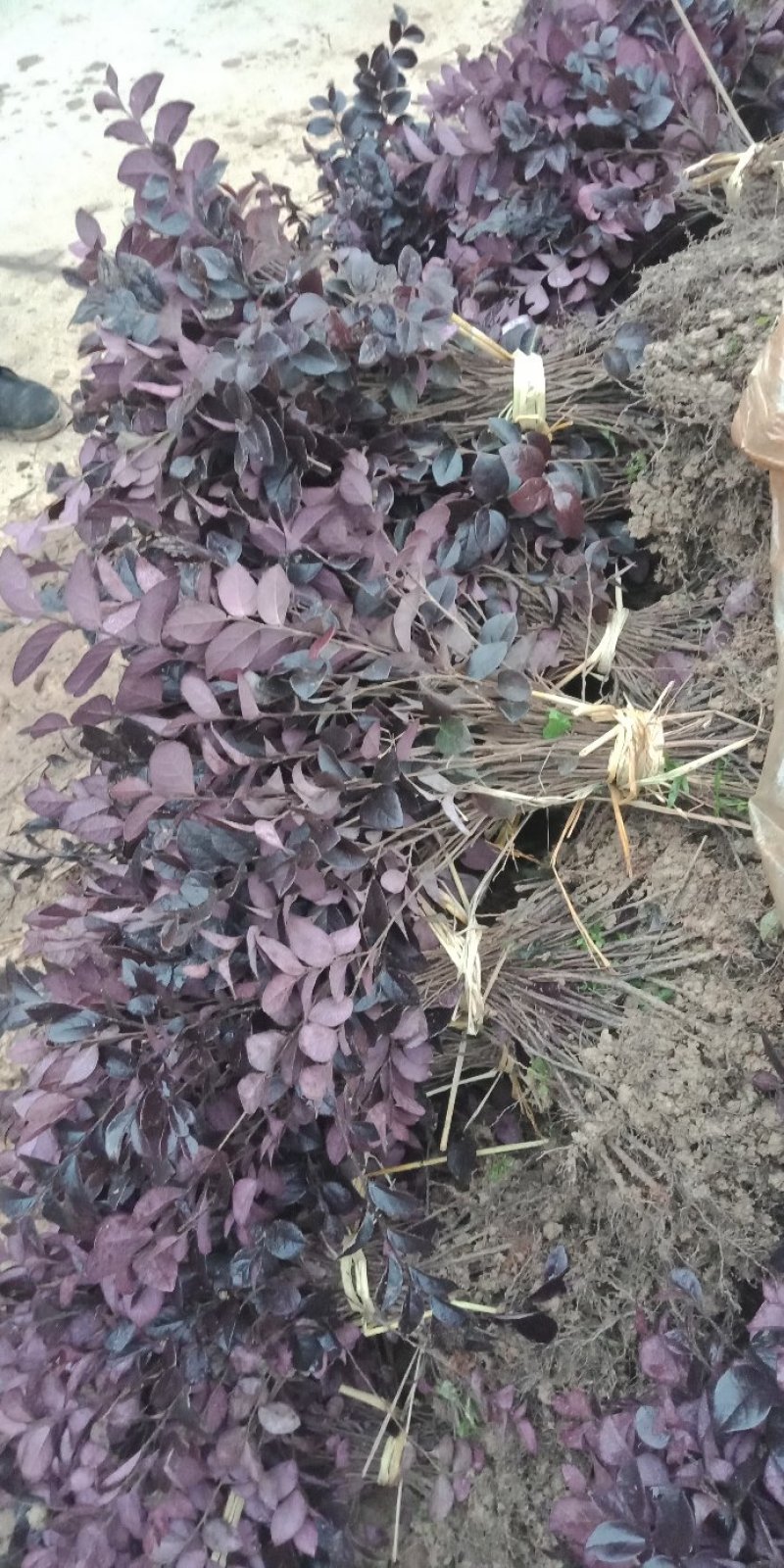 大量供应红桎木小苗红花檵木色块苗
