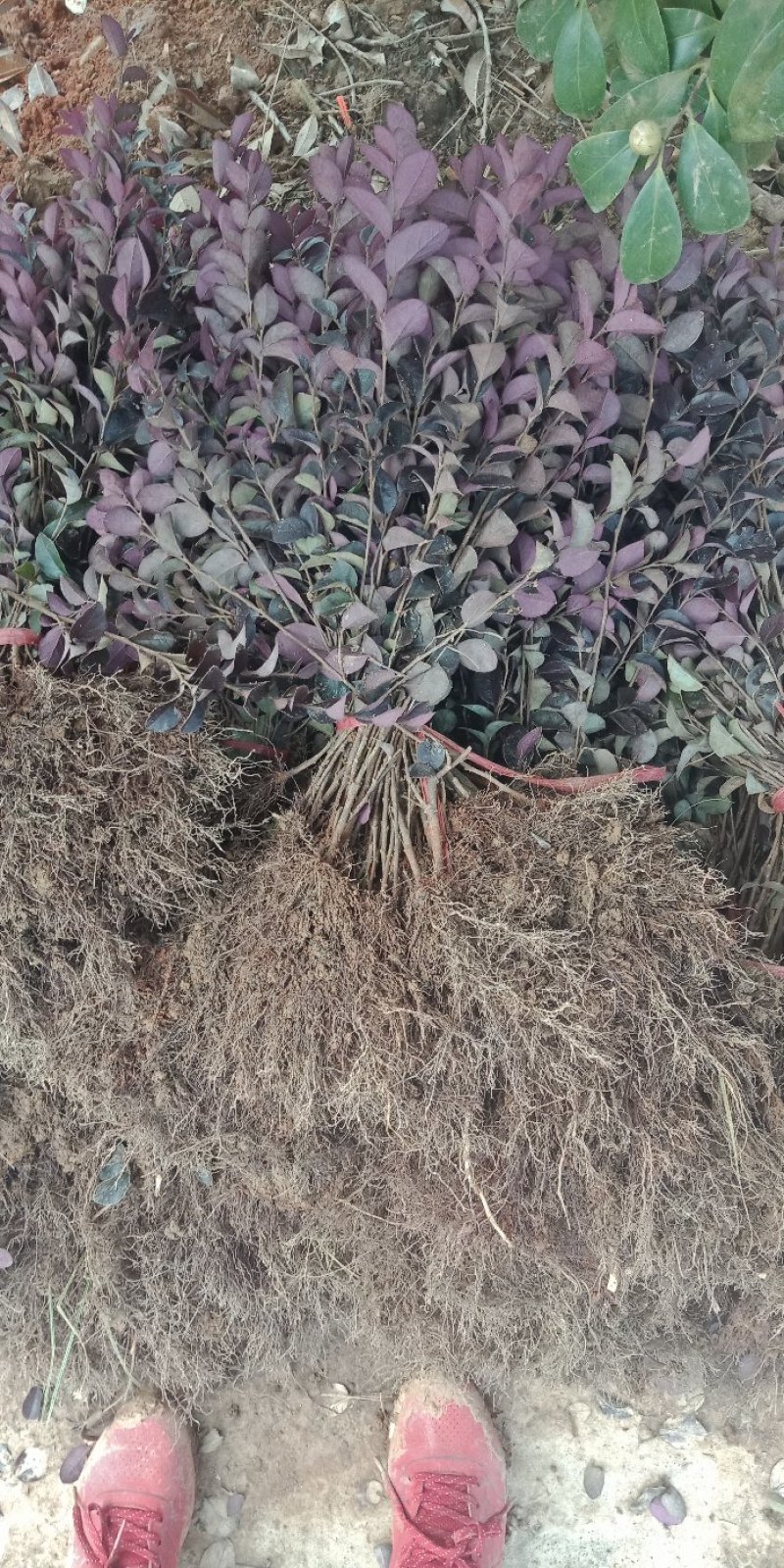 大量供应红桎木小苗红花檵木色块苗