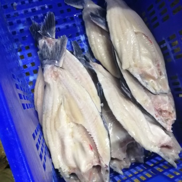 巴沙鱼