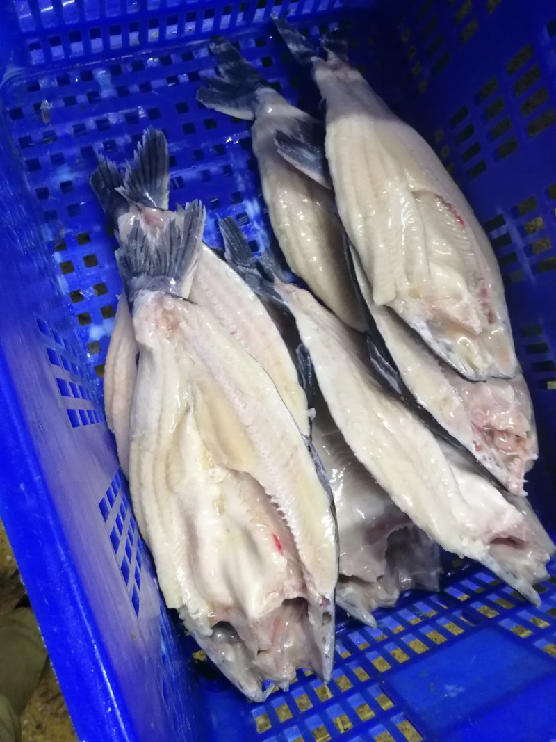 巴沙鱼