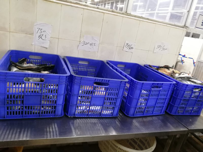 巴沙鱼