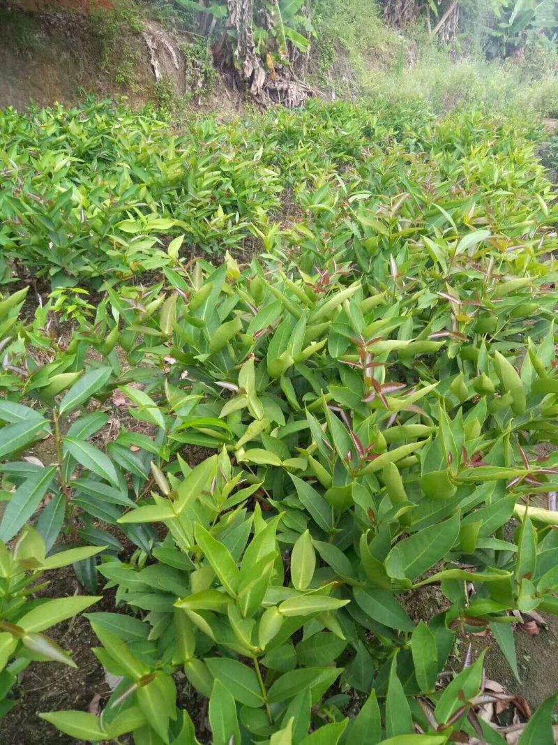 黑金刚莲雾苗大叶红莲雾苗带土球发货包邮