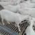 大型牛羊养殖场出售一批美国大白山羊种羊，头胎怀孕羊，包送