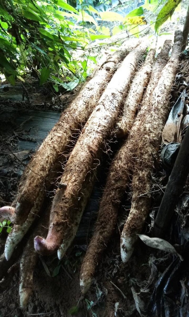 细叶山药