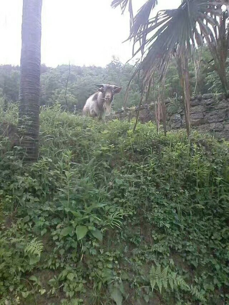 世界硒都湖北恩施富硒农产品