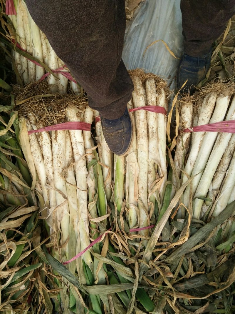 长白大葱